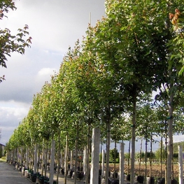 Клен красный Рубра (Acer rubrum 'Rubrum')