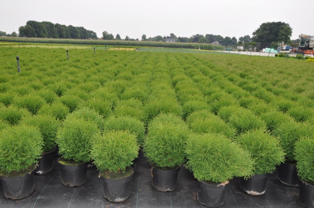 Туя западная Тайни Тим (Thuja occidentalis 'Tiny Tim')