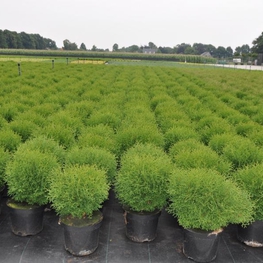 Туя западная Тайни Тим (Thuja occidentalis 'Tiny Tim')