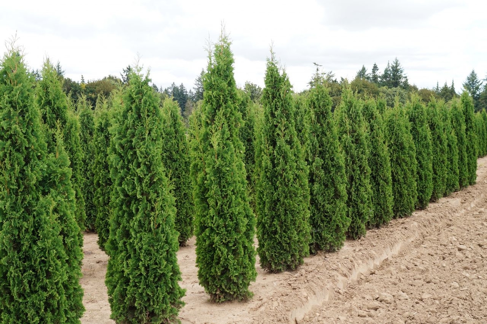 Туя западная Дегрутс Спайр (Thuja occidentalis 'Degroot\'s Spire')