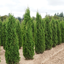 Туя западная Дегрутс Спайр (Thuja occidentalis 'Degroot\'s Spire')