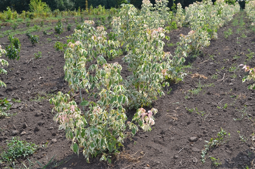 Клен ясенелистный Фламинго (Acer negundo 'Flamingo')