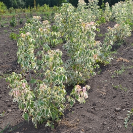 Клен ясенелистный Фламинго (Acer negundo 'Flamingo')