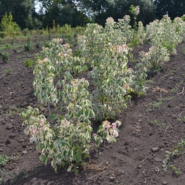 Клен ясенелистный Фламинго (Acer negundo 'Flamingo')