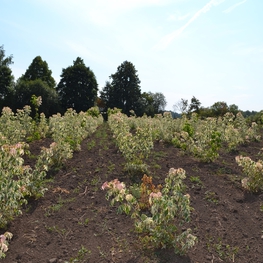 Клен ясенелистный Фламинго (Acer negundo 'Flamingo')