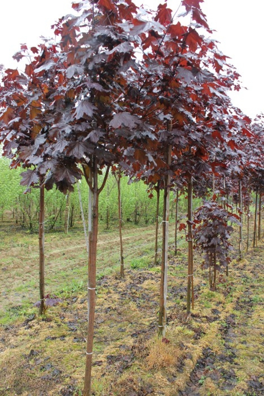 Клен остролистный Фаассенс Блэк (Acer platanoides 'Faassens Black')
