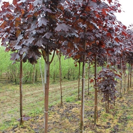 Клен остролистный Фаассенс Блэк (Acer platanoides 'Faassens Black')