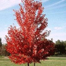 Клен Фримана Армстронг (Acer freemanii 'Armstrong')