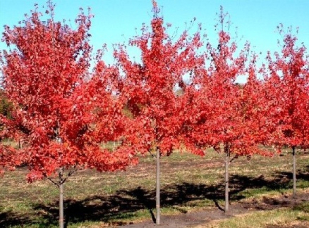 Клен Фримана Отум Блейз (Acer freemanii 'Autumn Blaze')
