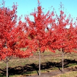 Клен Фримана Отум Блейз (Acer freemanii 'Autumn Blaze')