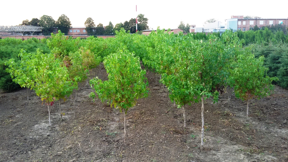 Клен полевой (Acer campestre)