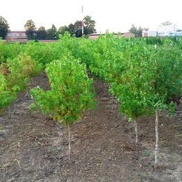 Клен полевой (Acer campestre)