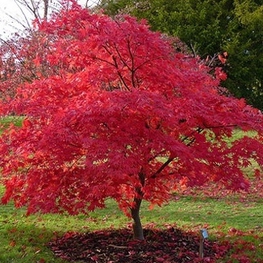 Клен пальмолистный 'Atropurpureum'