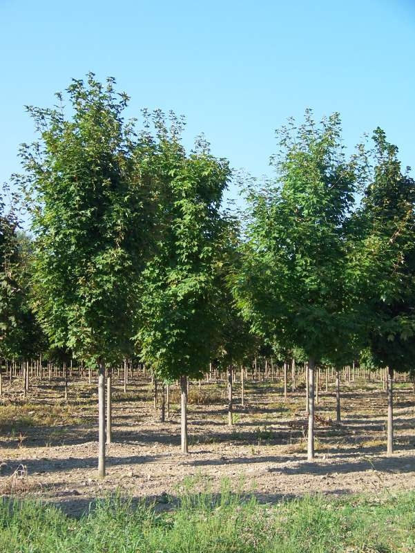 Клен серебристый Пирамидале (Acer saccharinum 'Pyramidale')