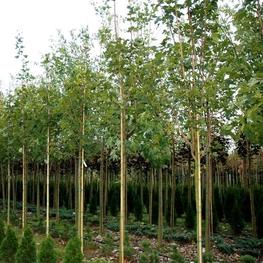 Клен остролистный Кливленд (Acer platanoides 'Cleveland')