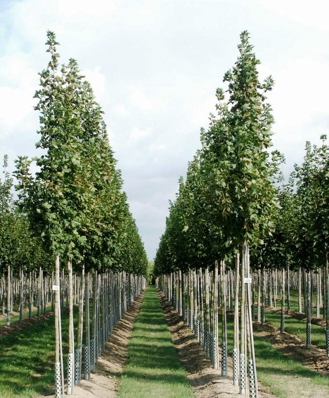 Клен остролистный Колумнар (Acer platanoides 'Columnare')