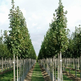 Клен остролистный Колумнар (Acer platanoides 'Columnare')