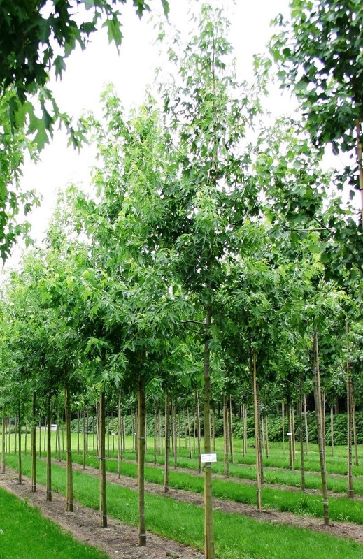 Клен сахаристый Лациниатум Виери (Acer saccharinum 'Laciniatum Wieri')