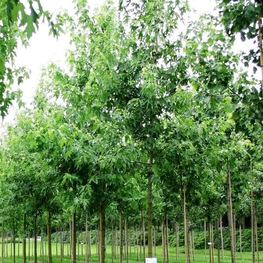 Клен сахаристый Лациниатум Виери (Acer saccharinum 'Laciniatum Wieri')