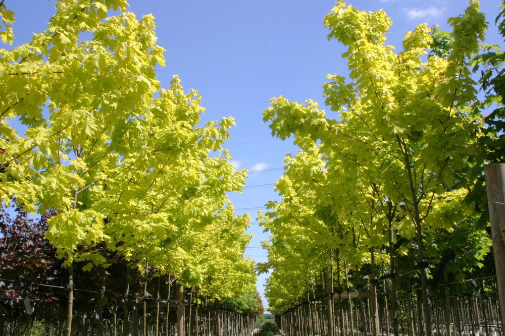 Клен остролистный Принстон Голд (Acer platanoides 'Princeton Gold')