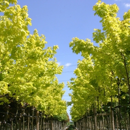 Клен остролистный Принстон Голд (Acer platanoides 'Princeton Gold')