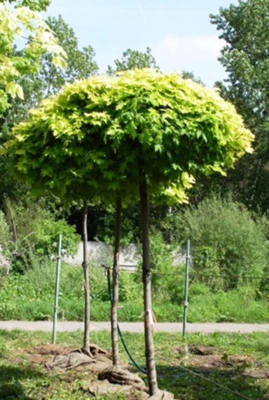 Клен остролистный Голден Глоб (Acer platanoides 'Golden Globe')