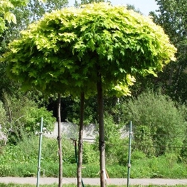 Клен остролистный Голден Глоб (Acer platanoides 'Golden Globe')