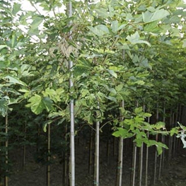 Клен ложноплатановый Леопольди (Acer pseudoplatanus 'Leopoldii')