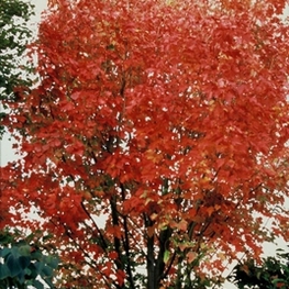Клен красный Сканлон (Acer rubrum 'Scanlon')