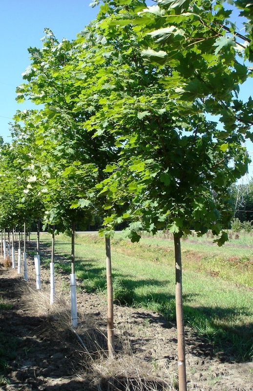 Клен остролистный Суперформ (Acer platanoides 'Superform')