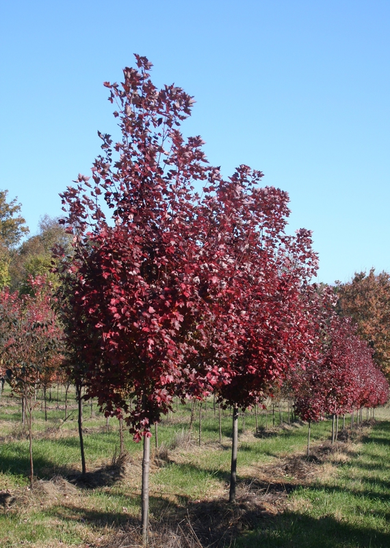 Клен красный Брэндивайн (Acer rubrum 'Brandywine')