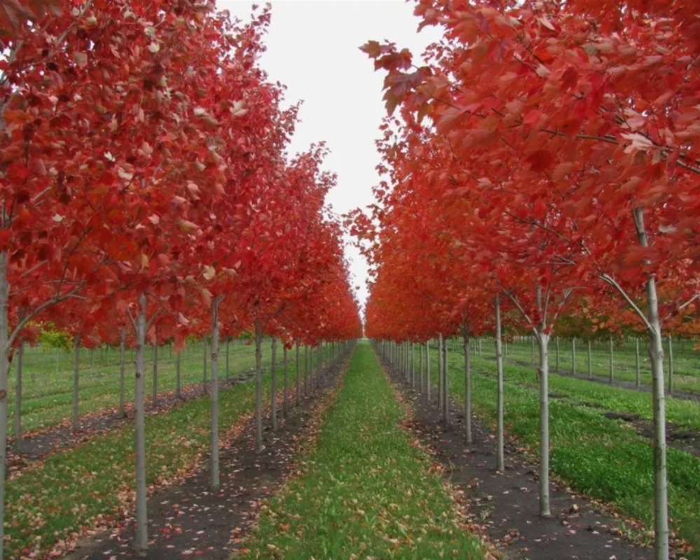 Клен красный Октобер Глори (Acer rubrum 'October Glory')
