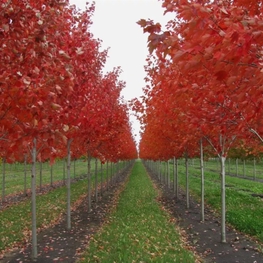 Клен красный Октобер Глори (Acer rubrum 'October Glory')