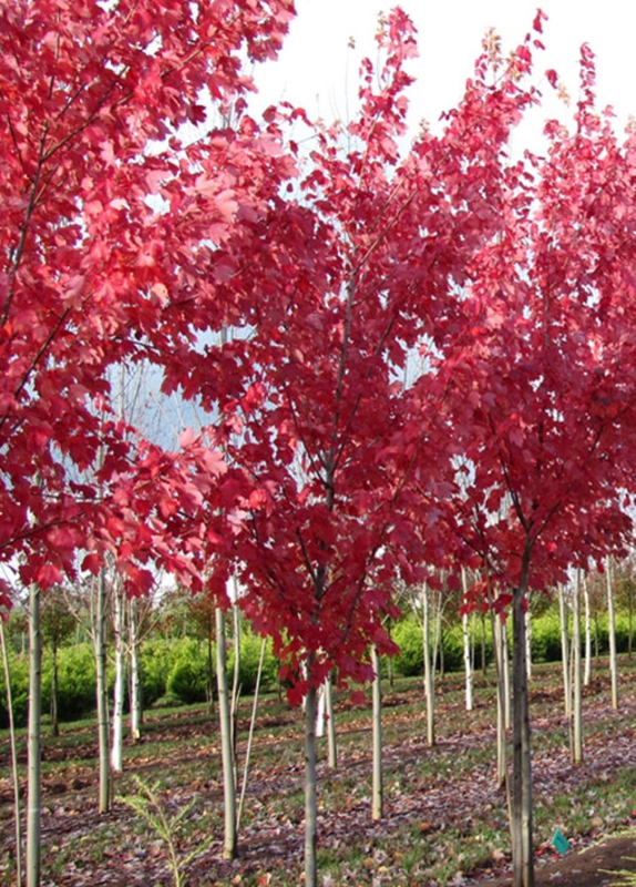 Клен красный Саммер Ред (Acer rubrum 'Summer Red')