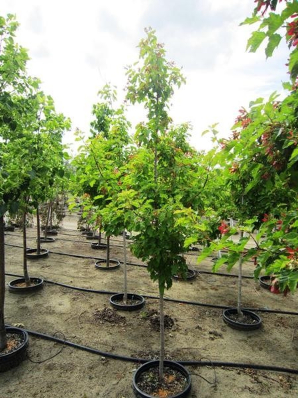 Клен татарский (Acer tataricum)