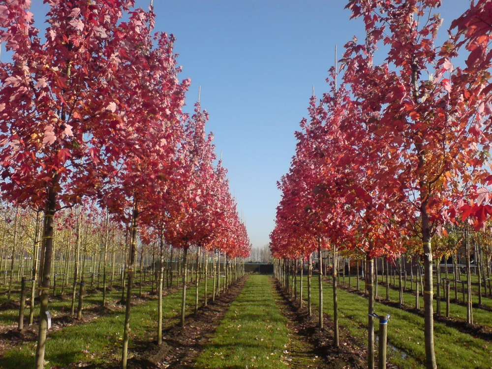 Клен красный Отам Флэйм (Acer rubrum 'Autumn Flame')