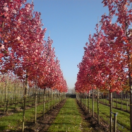 Клен красный Отам Флэйм (Acer rubrum 'Autumn Flame')