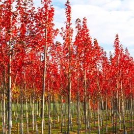 Клен красный Сан Валли (Acer rubrum 'Sun Valley')