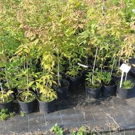 Клен маньчжурский (Acer mandshuricum)