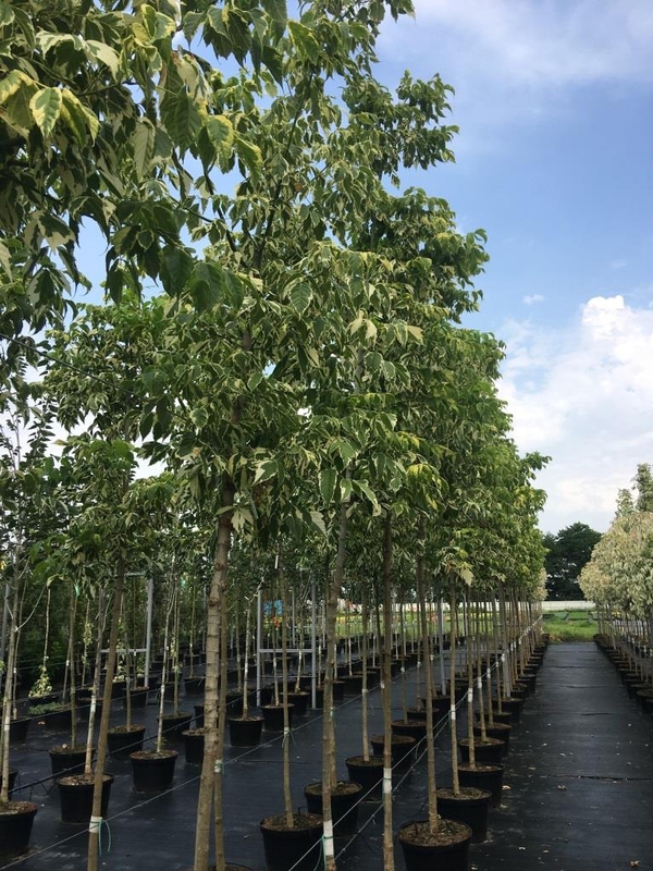 Клен ясенелистный (Acer negundo)