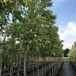 Клен ясенелистный (Acer negundo)