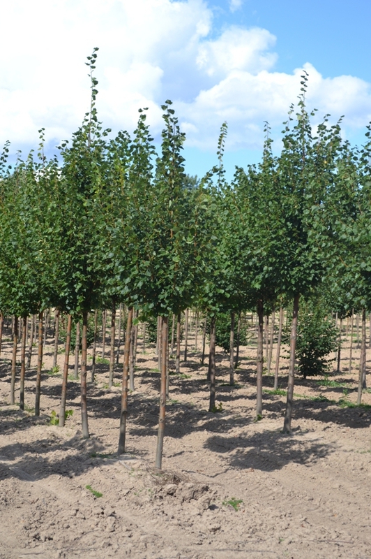 Липа мелколистная Гринспайер (Tilia cordata 'Greenspire')