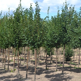Липа мелколистная Гринспайер (Tilia cordata 'Greenspire')