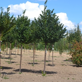 Липа мелколистная Гринспайер (Tilia cordata 'Greenspire')