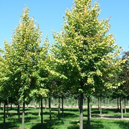 Липа европейская Паллида (Tilia x europaea 'Pallida')