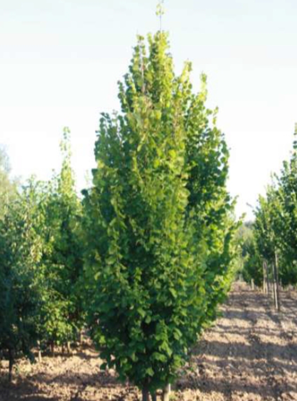 Липа крупнолистная Оребро (Tilia platyphyllos 'Orebro')