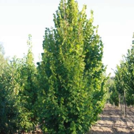 Липа крупнолистная Оребро (Tilia platyphyllos 'Orebro')
