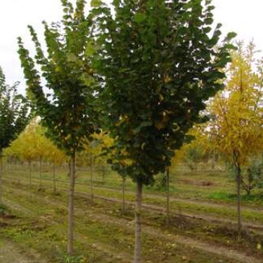 Липа крупнолистная Рубра (Tilia platyphyllos 'Rubra')