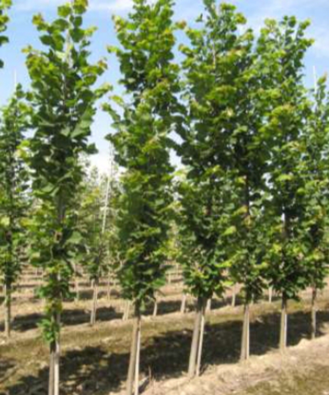 Липа крупнолистная Фастигиата (Tilia platyphyllos 'Fastigiata')