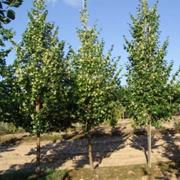 Липа мелколистная Ранчо (Tilia cordata 'Rancho')